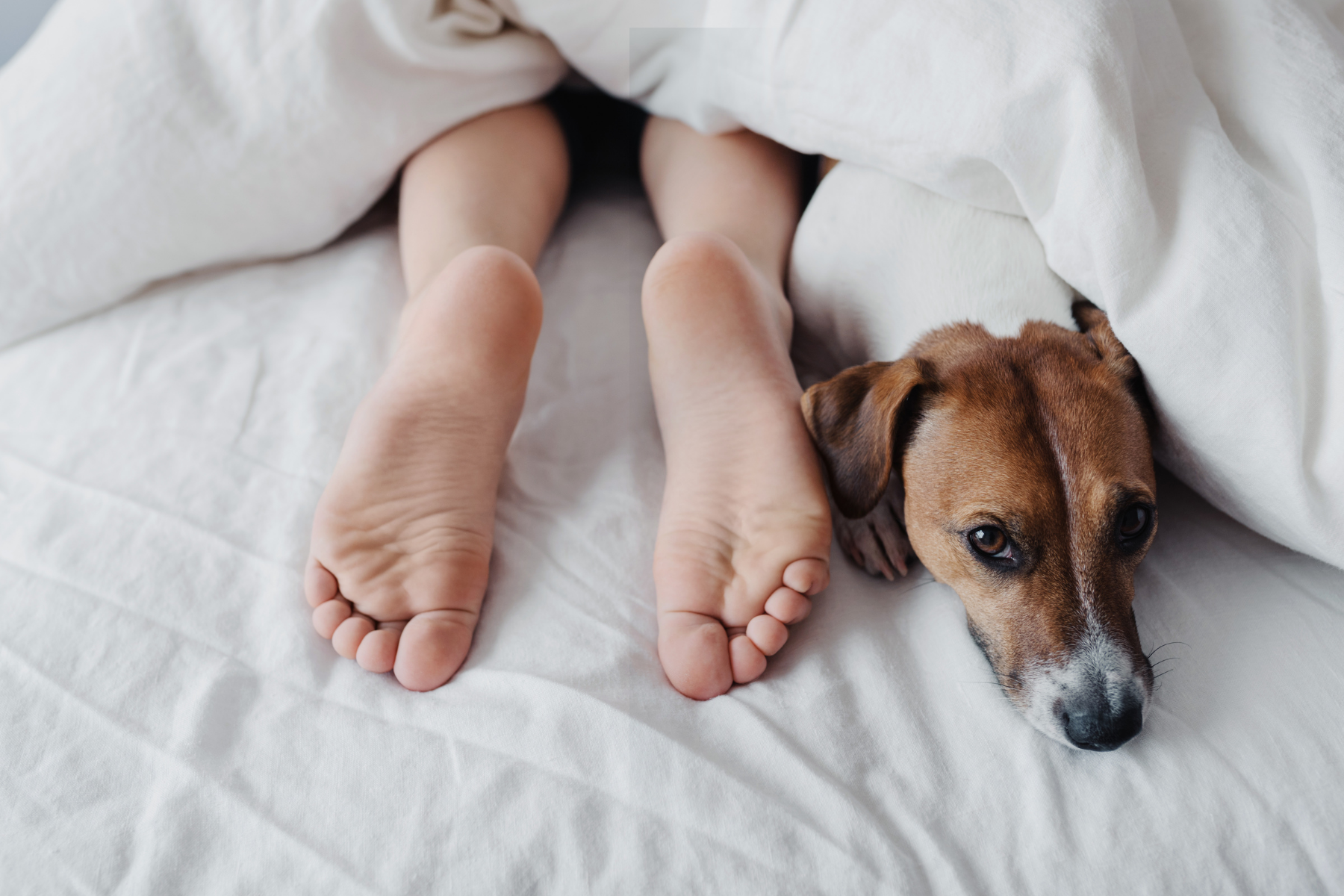 Що дослідження говорять про спільний сон із собакою?